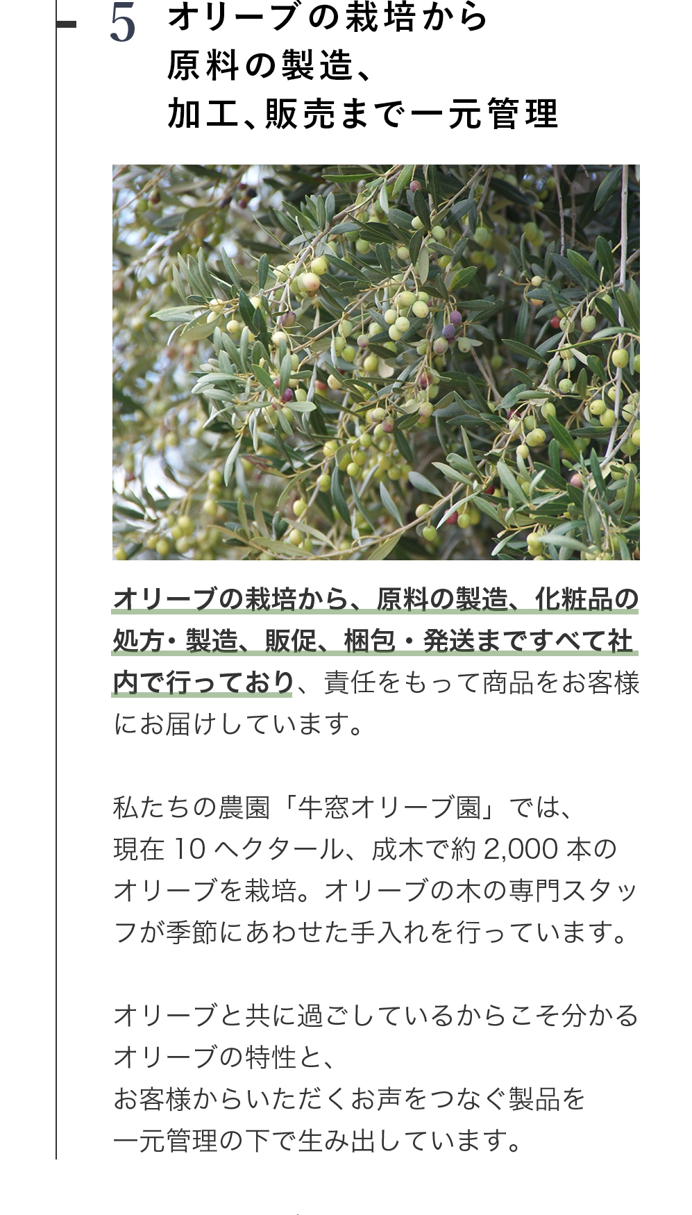 オリーブの栽培から原料の製造、加工、販売まで一元管理