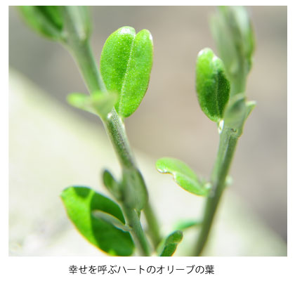ホワイトデーとオリーブ