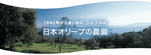 日本オリーブの農園