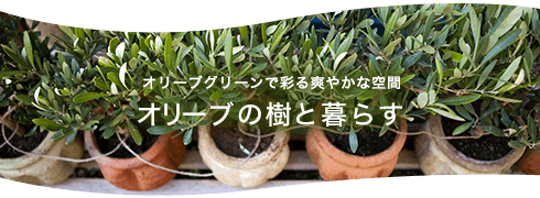 オリーブの樹と暮らす