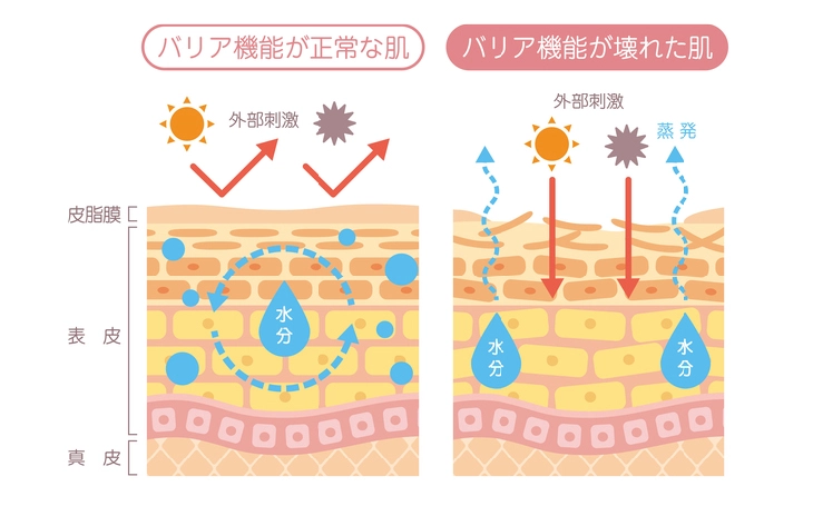 バリア機能