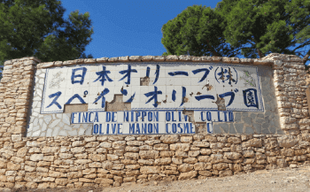 商品イメージオリーブ,オリーブオイル,スペイン産,業務用,自社農園,スペイン産,トルトサ