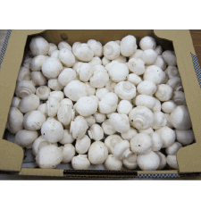 ホワイトマッシュルームバラ詰めB　2.0kg